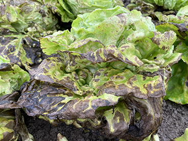 Bremia vergevorderd.jpg